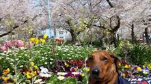 sakura20140407.jpg